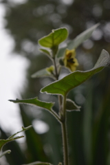 Physalis coztomatl