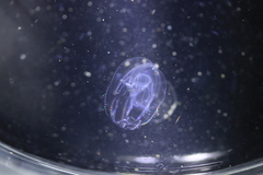 Bolinopsis microptera