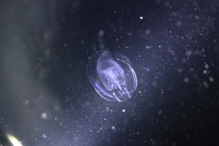 Bolinopsis microptera