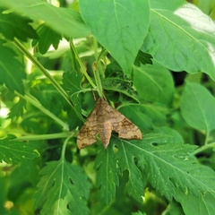 Cypoides chinensis
