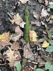 Rhynchostegium confertum