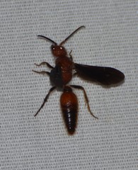 Sphaeropthalma boweri