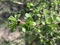 Jatropha cuneata