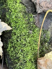 Rhynchostegium confertum