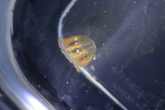Hyperiidae