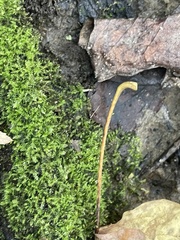 Rhynchostegium confertum