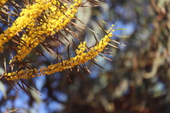 Acacia simsii