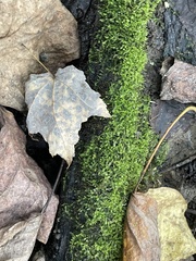 Rhynchostegium confertum