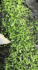 Rhynchostegium confertum