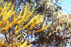 Acacia simsii