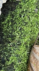 Rhynchostegium confertum