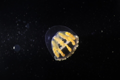 Melicertum octocostatum
