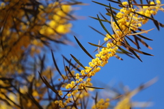 Acacia simsii