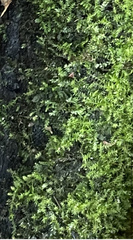 Rhynchostegium confertum