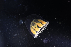 Melicertum octocostatum