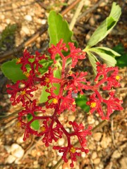 Cissus erosa