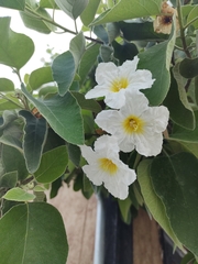 Cordia boissieri