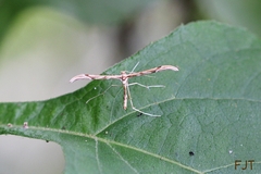 Pterophoridae