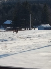 Odocoileus virginianus