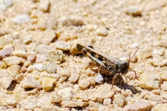 Chortoicetes terminifera