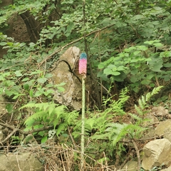 Amorphophallus kiusianus