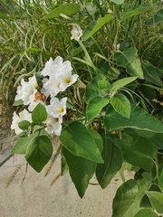 Cordia boissieri
