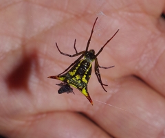Micrathena