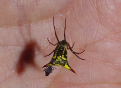 Micrathena