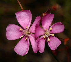 Drosera drummondii