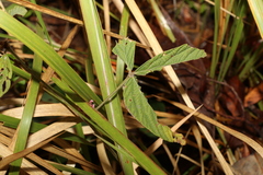 Flemingia parviflora