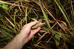 Flemingia parviflora