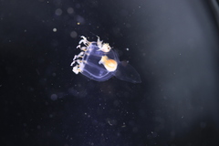 Hyperiidae