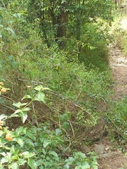 Maclura cochinchinensis