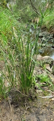 Cyperus vaginatus