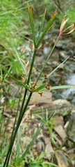 Cyperus vaginatus
