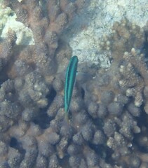 Thalassoma amblycephalus