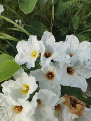 Cordia boissieri