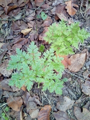 Anthriscus sylvestris