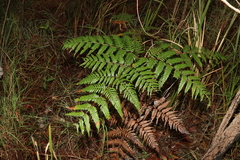 Pteridium esculentum