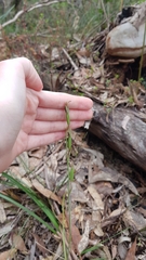 Calochilus robertsonii
