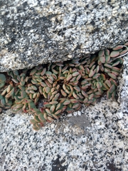 Sedum obtusatum