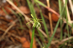 Tricoryne anceps