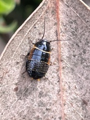 Ellipsidion
