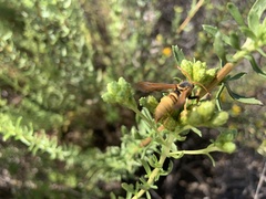 Paranthrene robiniae