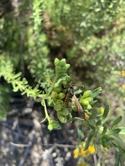 Paranthrene robiniae