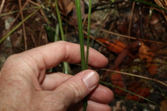 Tricoryne anceps