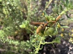 Paranthrene robiniae