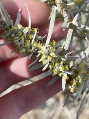Artemisia cana