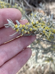 Artemisia cana