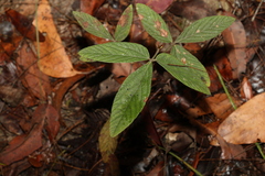 Flemingia parviflora